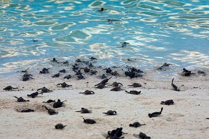 From Sandakan: 2D1N Turtle Island & Sepilok Wildlife Experience