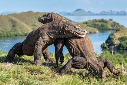 Ultimate Adventure with our Private One Day Komodo Tour