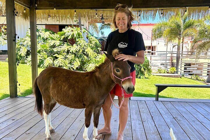 Guided Hike with Miniature Donkeys to a Secluded Beach