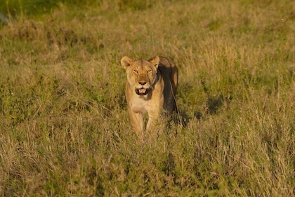 11 Days Private Camping Safari with Lake Natron and Lake Eyasi