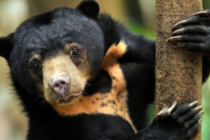 Sandakan to Kinabatangan Multi-day Tour