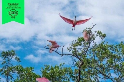 Mangrove Bird Watching and Seabirds
