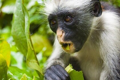 Jozani Forest & Tour At Stone Town With Transfer - Zanzibar