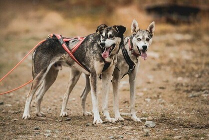 Midnight Sun and Autumn Northern Lights Husky Cart Tour