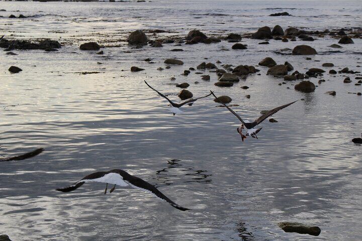 Coastal Hike in Zapallar and Cachagua Nature and Gastronomy