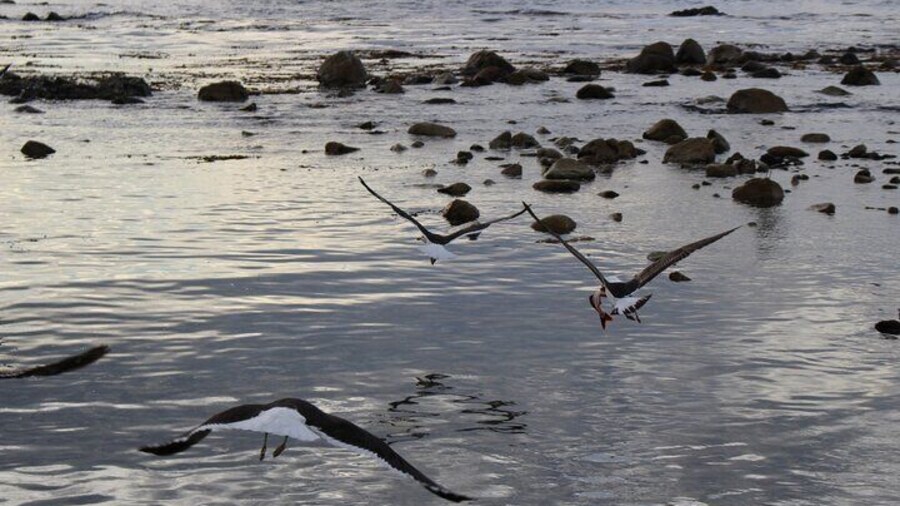 Coastal Hike in Zapallar and Cachagua Nature and Gastronomy