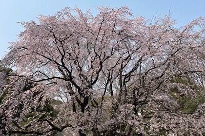 Tokyo Historian Private Tour