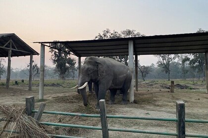 Chitwna Jungle Safari 2N3Days Full Package