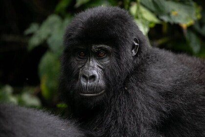 Bwindi Impenetrable National Park Guided 5 Day Tour from Entebbe