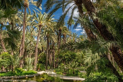 Elche Private Half-Day Tour from Alicante