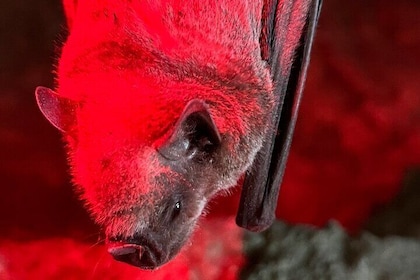 Cave, Bats and Boas-Visit Nature Reserve, Puerto Rico
