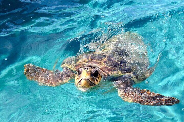 Zakynthos Cruise to Marathonisi, Keri Caves & Turtle Spotting