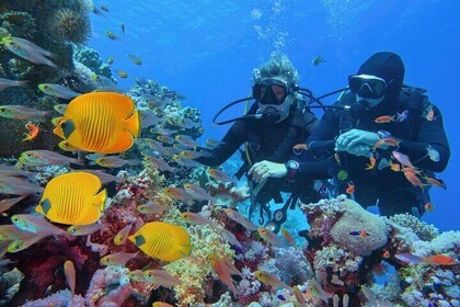 Hamata/Qulaan Islands diving Sea Trip Full day & Lunch-Marsa Alam