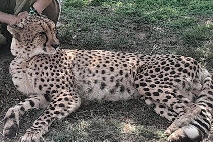 Cheetahs Encounter Giraffe house Wine tasting private tour