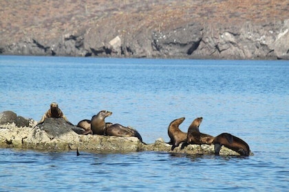 Balandra Beach and Sea Lion Colony Snorkel from Los Cabos