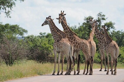 4 Day Kruger Safari from Johannesburg Budget Fly in