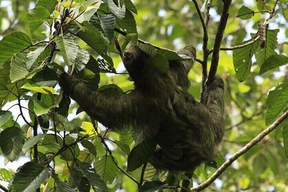 Guided Walking Sloths Observation