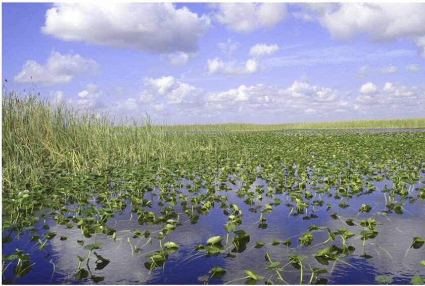 Everglades Airboat Tours and Transportation 