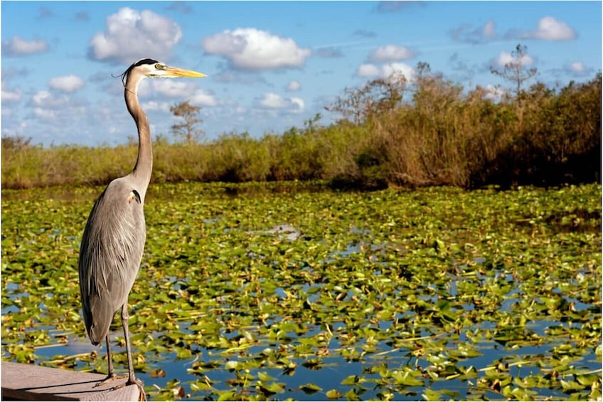Everglades Airboat Tours and Transportation 