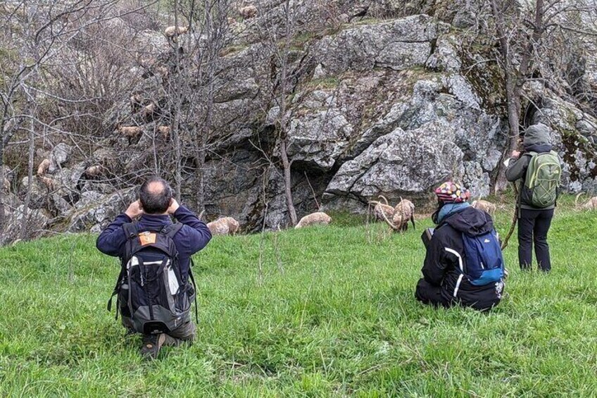 Observation of ibex in spring