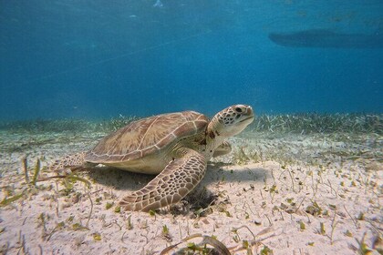 Skip the Crowds and Snorkel at Stingray City and Tres Cocos Reef