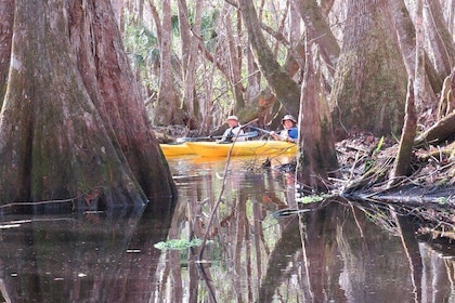 Exclusive Small-Group Wilderness Kayak Tour on Blackwater Creek