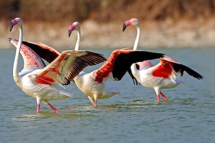 Trinidad and Tobago Flamingos, Scarlet Ibis Private Tour