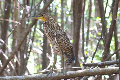 Guided Bird Watching Private Tour in Rio Lagartos from Tulum