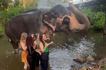 Essential Sri Lanka Tour (7 days) With Cultural Experience