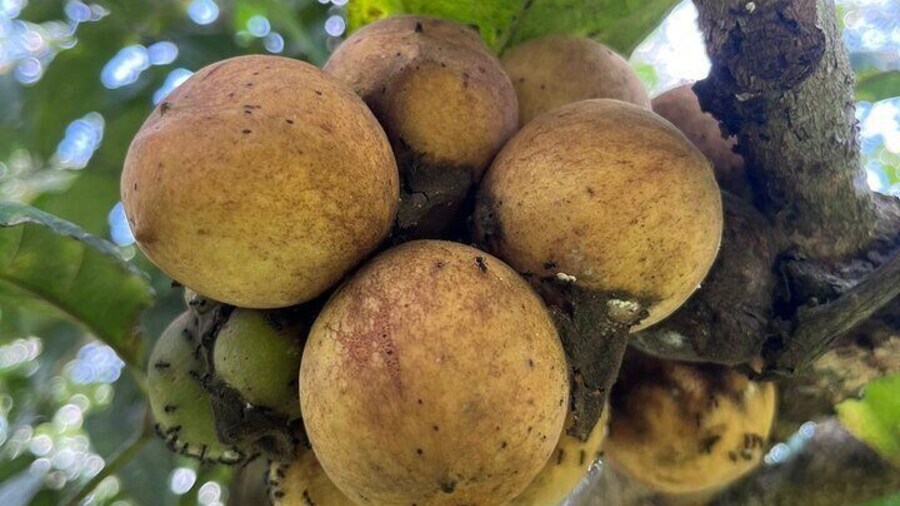 local jungle tropical fruit