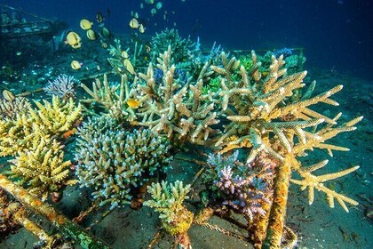 Coral Restoration Snorkeling Tour in Amed, Bali with NGO