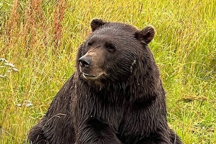 Choose Your Own Adventure from Anchorage Alaska