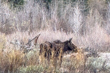 Grand Teton Sunrise Scenic Tour