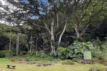 Oahu Private Tour North Shore, Waimea Falls and Dole Plantation