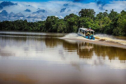 Kinabatangan River 2-Day Minibus and Boat Sharing Tour