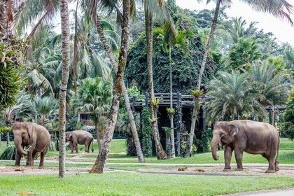 Bali: Private Tour to Tegalalang, Temple & Rafting Adventure