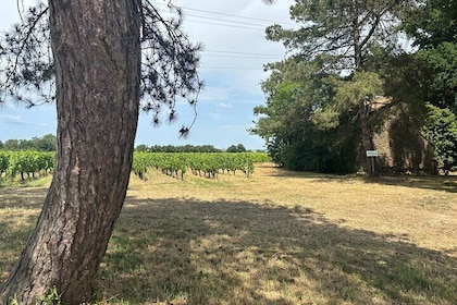 A Night in Chardonnay