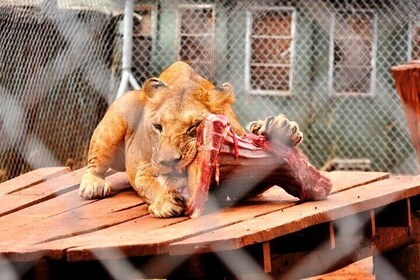 Animal Orphanage with Safari Walk and Bomas of Kenya Guided Tour