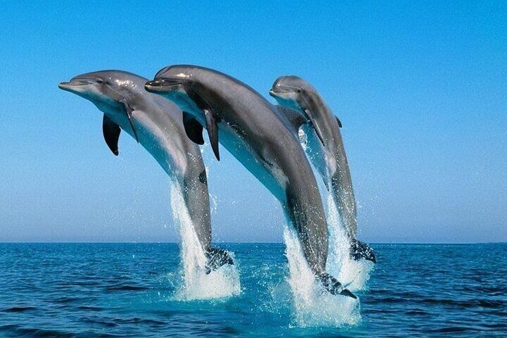 ROYAL Dolphin House snorkeling & water sports, lunch IN Hurghada 