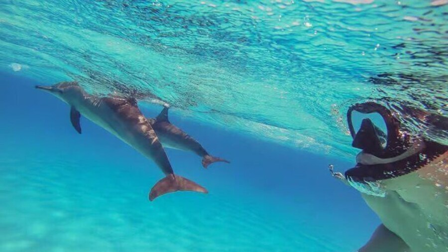 Hurghada Dolphin House Cruise Trip with Lunch and Water Sports