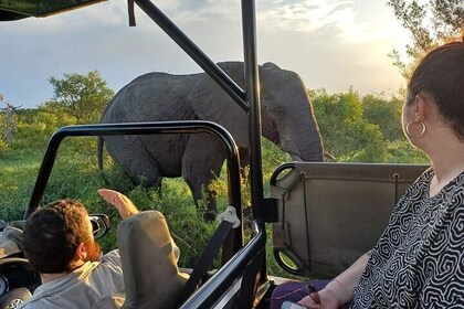 Kruger National Park Safaris