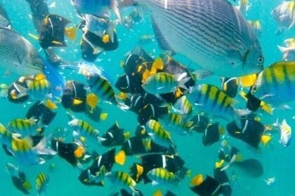 Cruise in Puerto Vallarta with Lunch and Open Bar