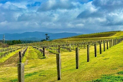 Hunter Valley Escape A Day of Wine Art and Aussie Countryside