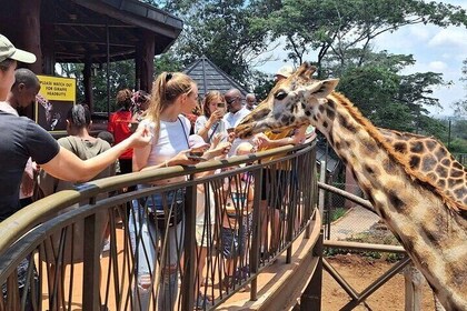 Giraffe Centre , Kobe Beads and Bomas Day Tour