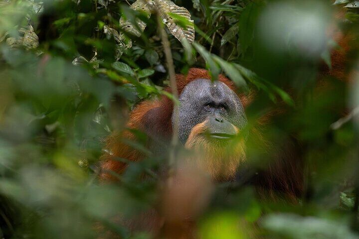 1 Day Ethical Jungle Trek in Bukit Lawang at Sumatra