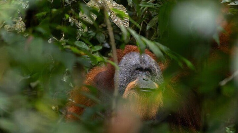 1 Day Ethical Jungle Trek in Bukit Lawang at Sumatra