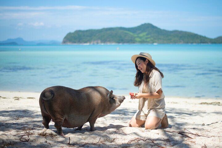 Pig Island