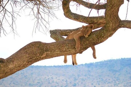 15 Days of Exploration Zanzibar Shores & Lake Manyara Wonders