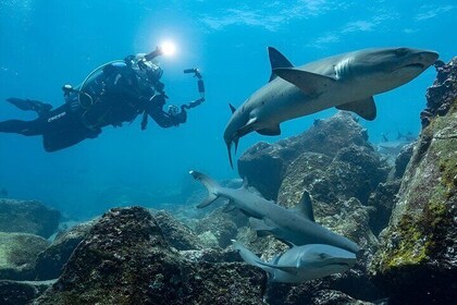 Full Day Diving at Seymour Island: Shark Paradise