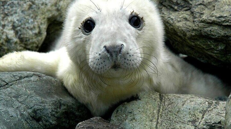 Seal pup